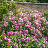 David Austin ' Hyde Hall' English Shrub Rose 6Ltr Pot - Old Railway Line Garden Centre