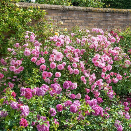 David Austin ' Hyde Hall' English Shrub Rose 6Ltr Pot - Old Railway Line Garden Centre