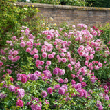 David Austin ' Hyde Hall' English Shrub Rose 6Ltr Pot