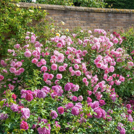 David Austin ' Hyde Hall' English Shrub Rose 6Ltr Pot