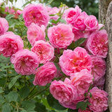 David Austin ' Hyde Hall' English Shrub Rose 6Ltr Pot
