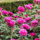 David Austin 'James L Austin' Deep Pink English Shrub Rose 6Ltr Pot