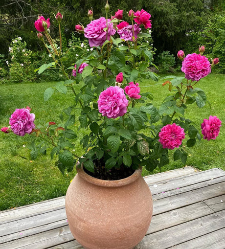 David Austin 'James L Austin' Deep Pink English Shrub Rose 6Ltr Pot