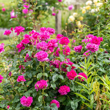 David Austin 'James L Austin' Deep Pink English Shrub Rose 6Ltr Pot