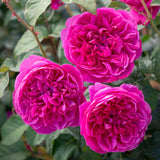 David Austin 'James L Austin' Deep Pink English Shrub Rose 6Ltr Pot