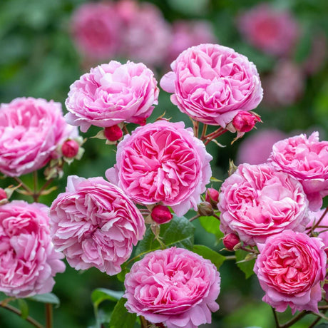 David Austin 'Penelope Lively' Shrub Rose 6Ltr Pot - Old Railway Line Garden Centre