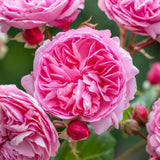 David Austin 'Penelope Lively' Shrub Rose 6Ltr Pot - Old Railway Line Garden Centre