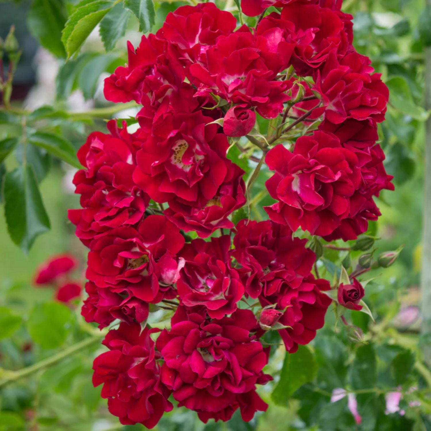 Old Garden Roses Rambling David Austin 'Rambling Rosie' Rambling Rose 6Ltr Pot – Old Railway Line ...