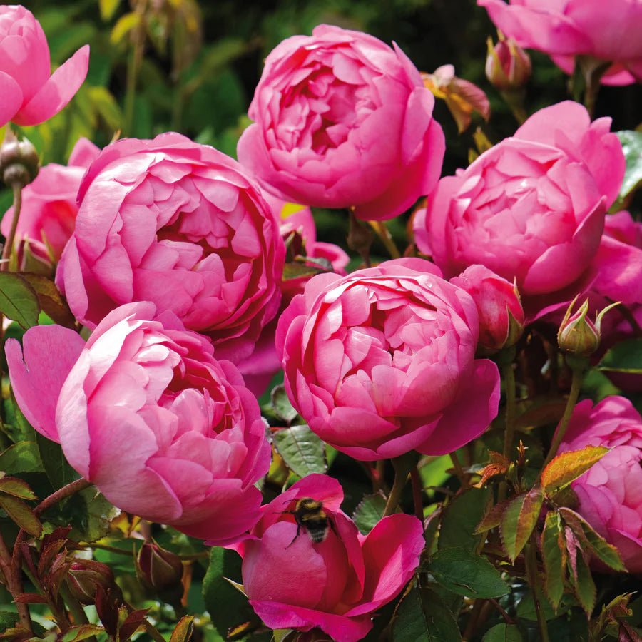 David Austin Royal Jubilee English Shrub Rose Plant - Old Railway Line Garden Centre