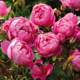 David Austin Royal Jubilee English Shrub Rose Plant - Old Railway Line Garden Centre