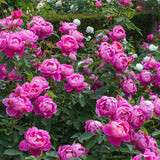 David Austin Royal Jubilee English Shrub Rose Plant - Old Railway Line Garden Centre