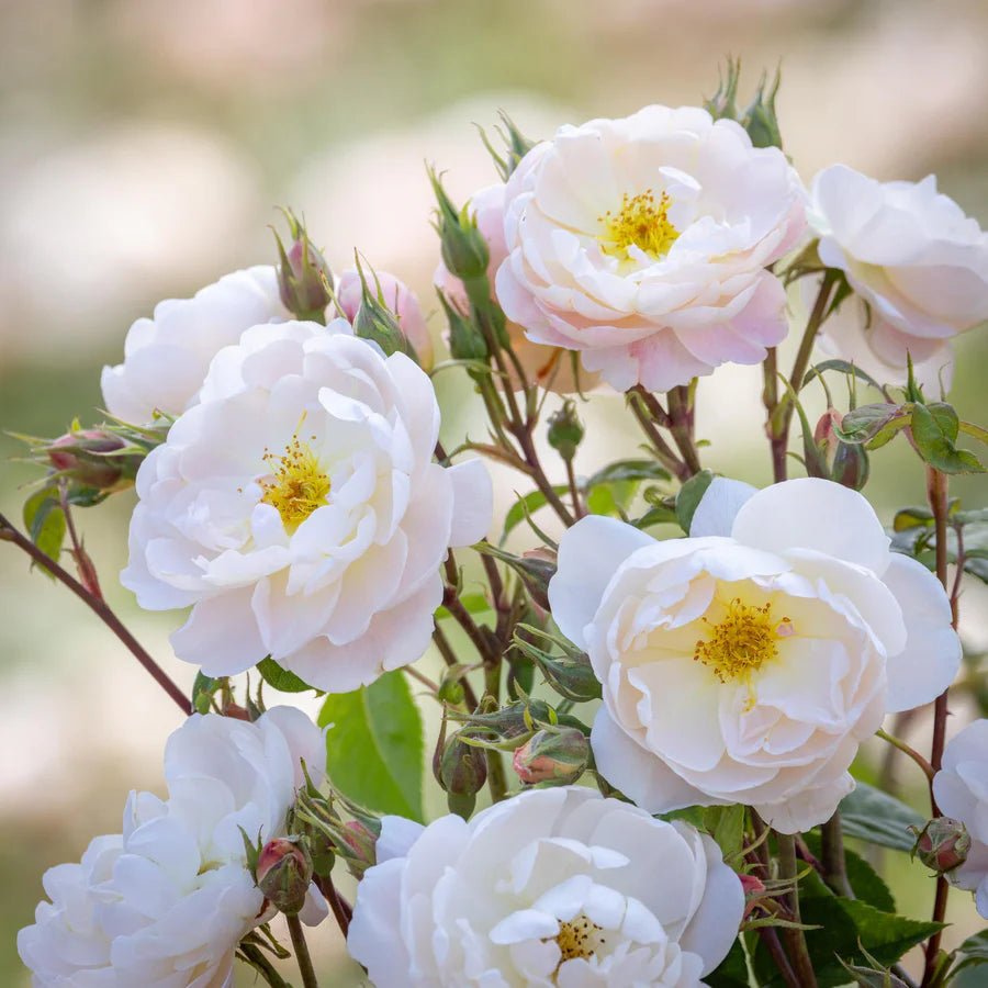 David Austin 'Sir David Beckham' White English Shrub Rose - 6Ltr Pot - Old Railway Line Garden Centre