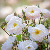 David Austin 'Sir David Beckham' White English Shrub Rose - 6Ltr Pot - Old Railway Line Garden Centre