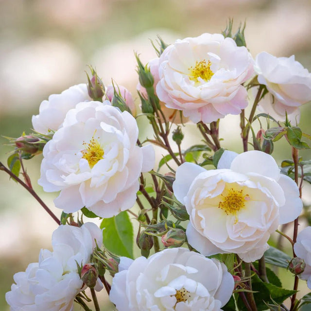 David Austin 'Sir David Beckham' White English Shrub Rose - 6Ltr Pot - Old Railway Line Garden Centre