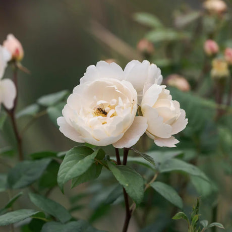 David Austin 'Sir David Beckham' White English Shrub Rose - 6Ltr Pot