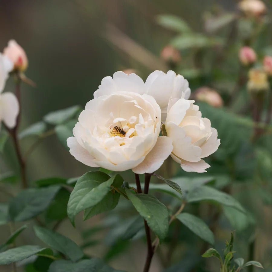 David Austin 'Sir David Beckham' White English Shrub Rose - 6Ltr Pot - Old Railway Line Garden Centre