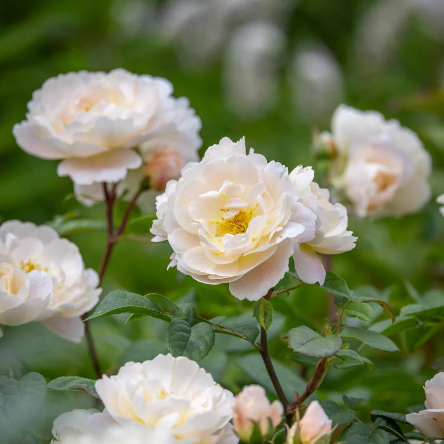 David Austin 'Sir David Beckham' White English Shrub Rose - 6Ltr Pot