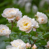 David Austin 'Sir David Beckham' White English Shrub Rose - 6Ltr Pot - Old Railway Line Garden Centre
