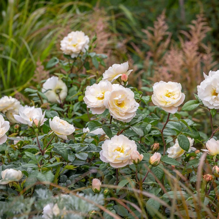 David Austin 'Sir David Beckham' White English Shrub Rose - 6Ltr Pot - Old Railway Line Garden Centre