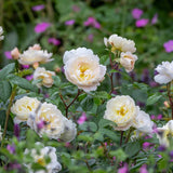 David Austin 'Sir David Beckham' White English Shrub Rose - 6Ltr Pot - Old Railway Line Garden Centre