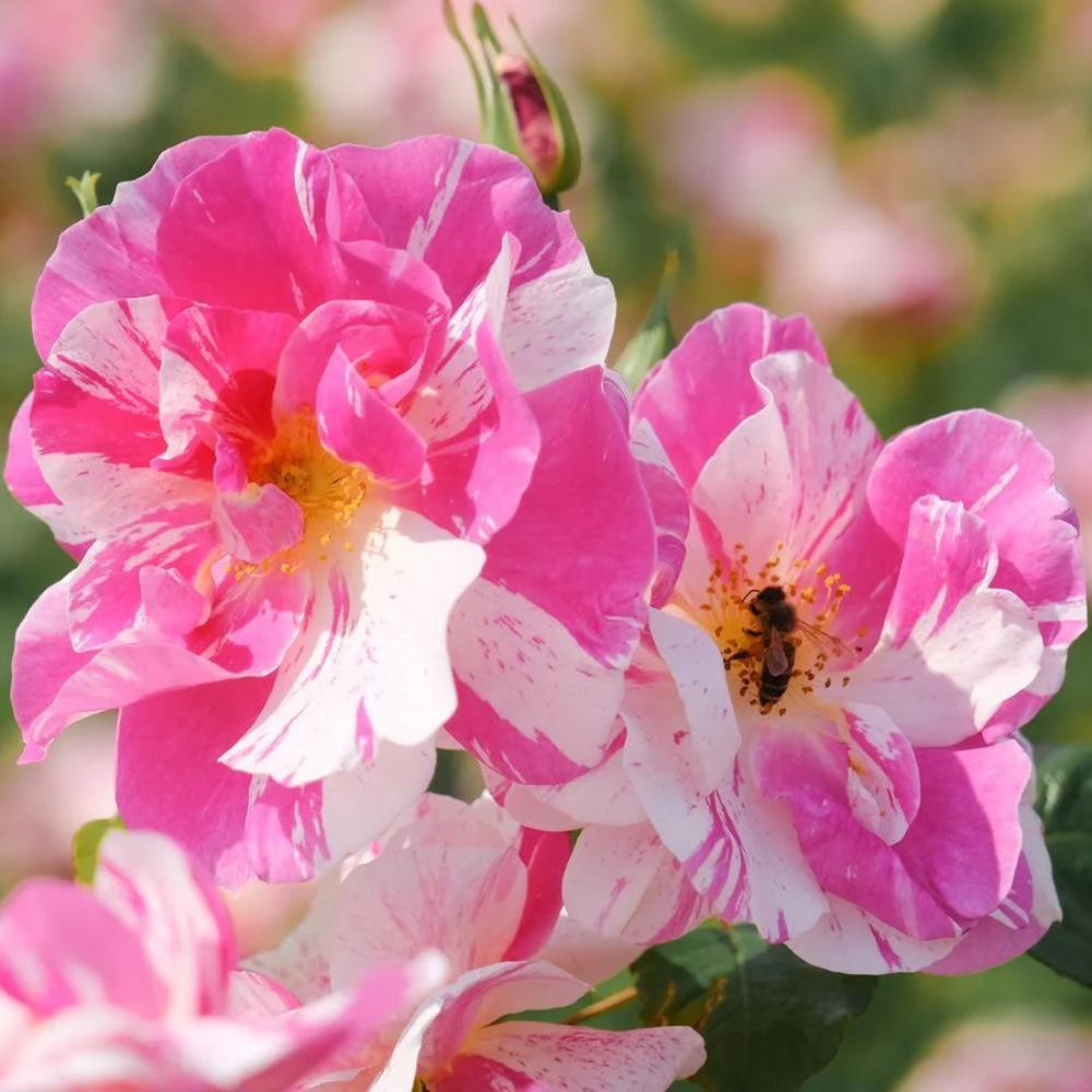 David Austin 'The King's Rose' English Shrub Rose 6Ltr Pot