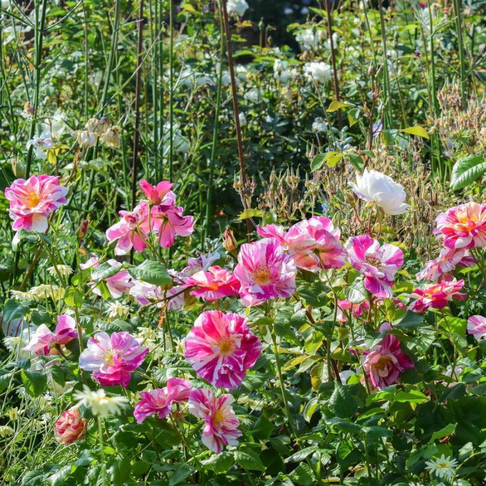 David Austin 'The King's Rose' English Shrub Rose 6Ltr Pot