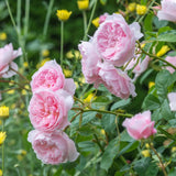 David Austin 'Wisley 2008' English Shrub Rose  6Ltr Pot