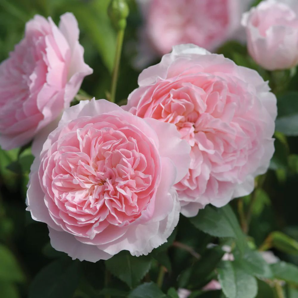 David Austin 'Wisley 2008' English Shrub Rose  6Ltr Pot