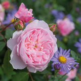David Austin 'Wisley 2008' English Shrub Rose  6Ltr Pot