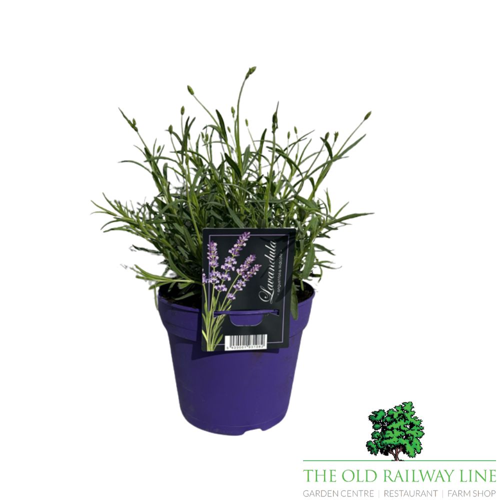 Lavandula Hidcote Plant - 2Ltr Pot