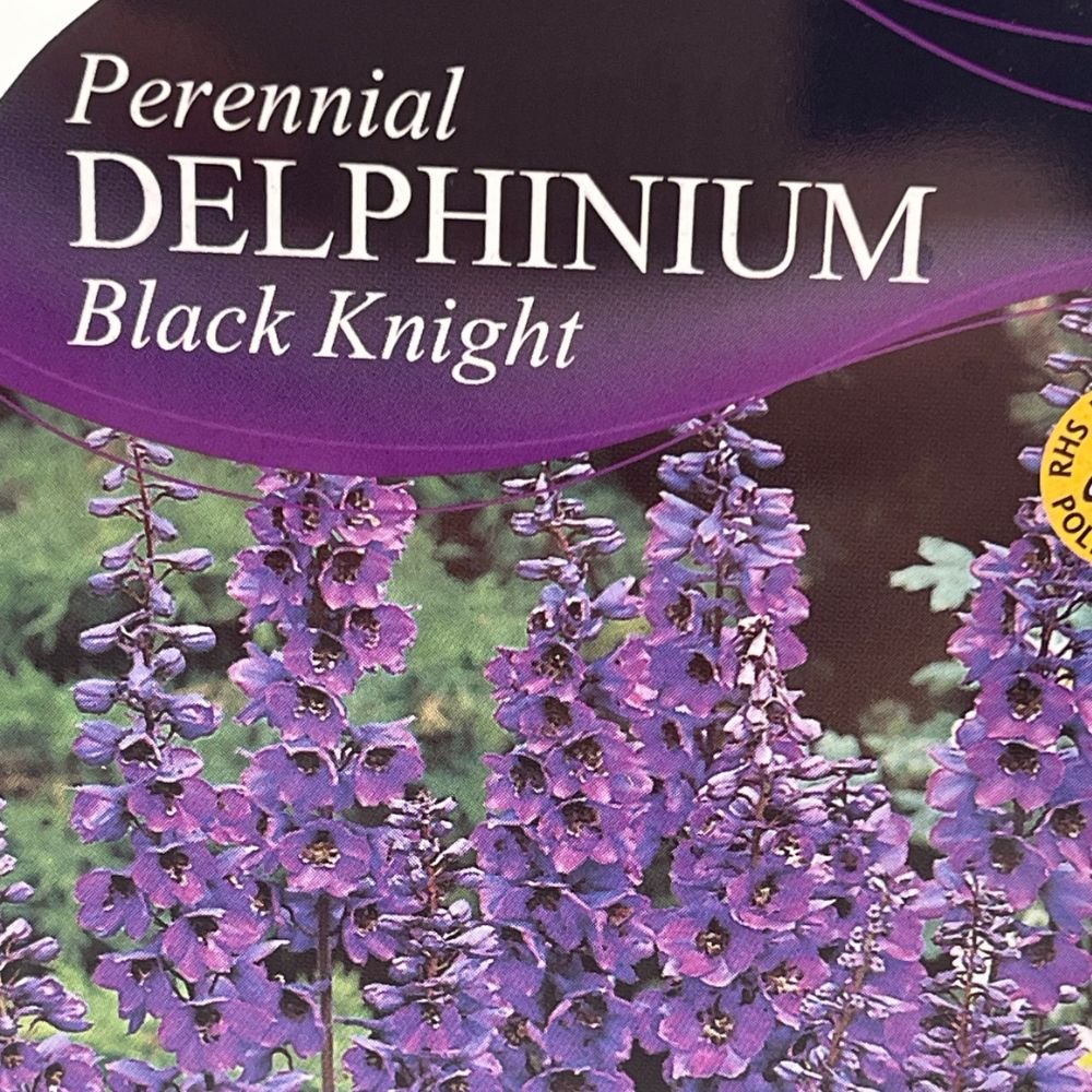 Delphinium 'Black Knight' - 1Ltr Pot - Old Railway Line Garden Centre