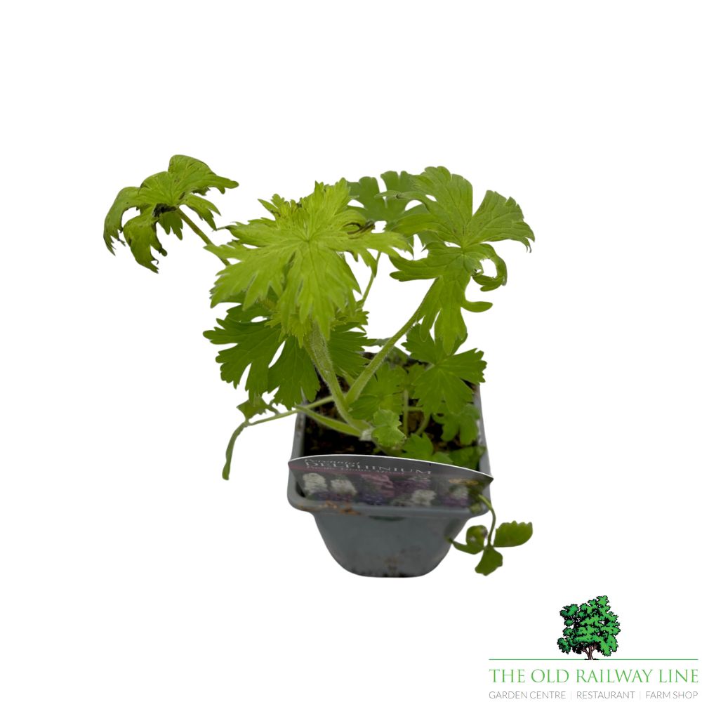 Delphinium Pacific Giant Mixed Plant - 1Ltr Pot