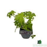 Delphinium Pacific Giant Mixed Plant - 1Ltr Pot