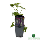 Delphinium Pacific Giant Mixed Plant - 1Ltr Pot