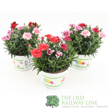 Dianthus 'Oscar Trixi' Mix 15cm Pot - Old Railway Line Garden Centre