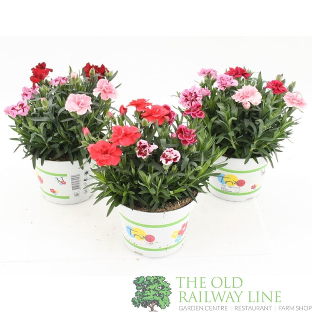 Dianthus 'Oscar Trixi' Mix 15cm Pot - Old Railway Line Garden Centre