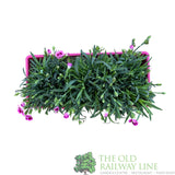 Dianthus 'Pink Kisses' Trough - Old Railway Line Garden Centre