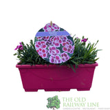 Dianthus 'Pink Kisses' Trough - Old Railway Line Garden Centre