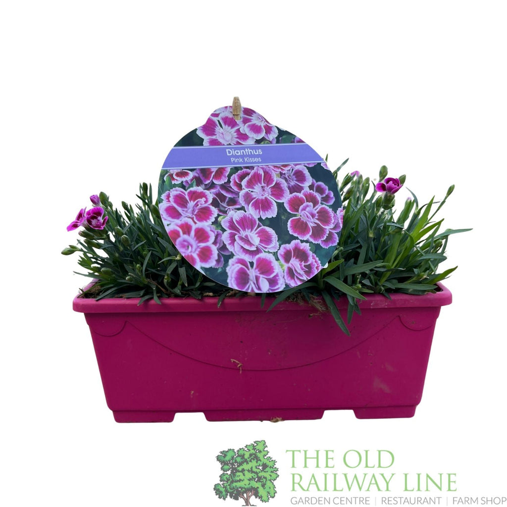 Dianthus 'Pink Kisses' Trough - Old Railway Line Garden Centre