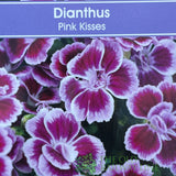 Dianthus 'Pink Kisses' Trough - Old Railway Line Garden Centre