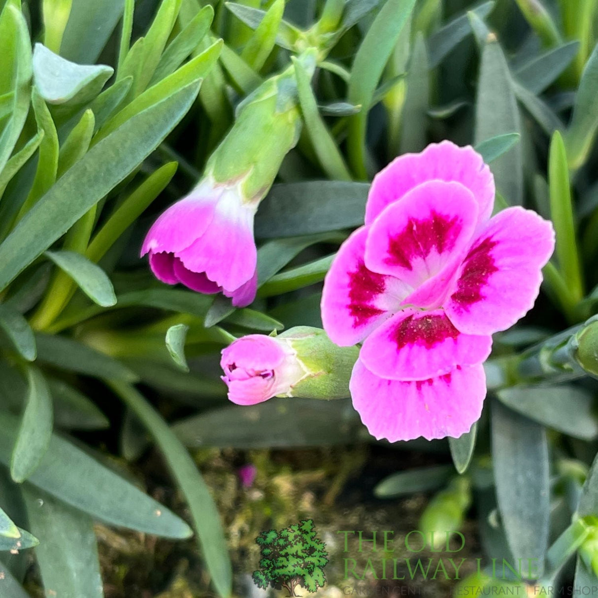 Dianthus 'Pink Kisses' Trough - Old Railway Line Garden Centre