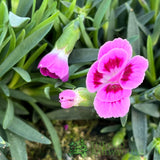 Dianthus 'Pink Kisses' Trough - Old Railway Line Garden Centre