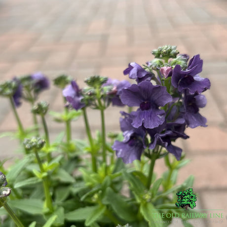 Nemesia 'Myrtille' Plant - 2Ltr Pot