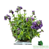 Nemesia 'Myrtille' Plant - 2Ltr Pot