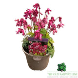 Dicentra 'Passion Hearts' Plant- 2Ltr Pot - Old Railway Line Garden Centre