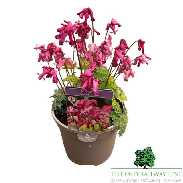 Dicentra 'Passion Hearts' Plant- 2Ltr Pot - Old Railway Line Garden Centre