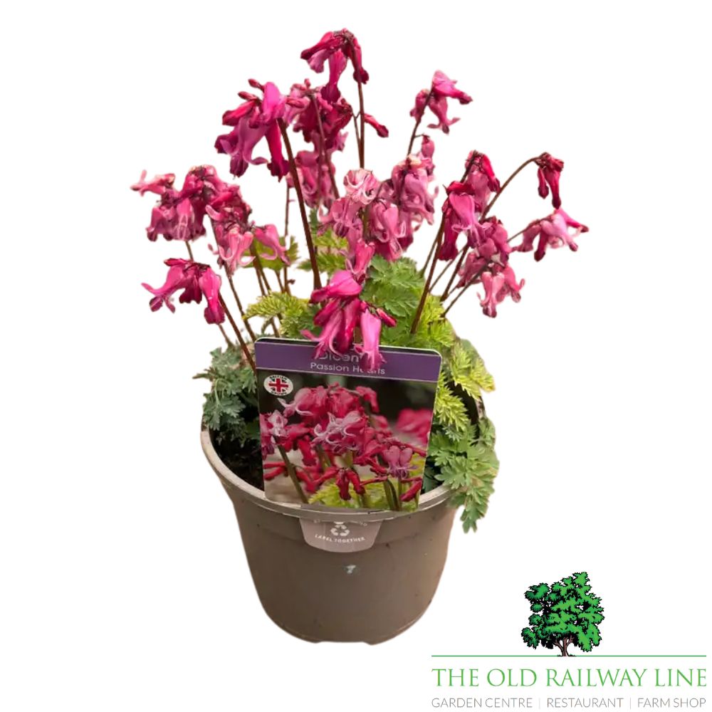 Dicentra 'Passion Hearts' Plant- 2Ltr Pot