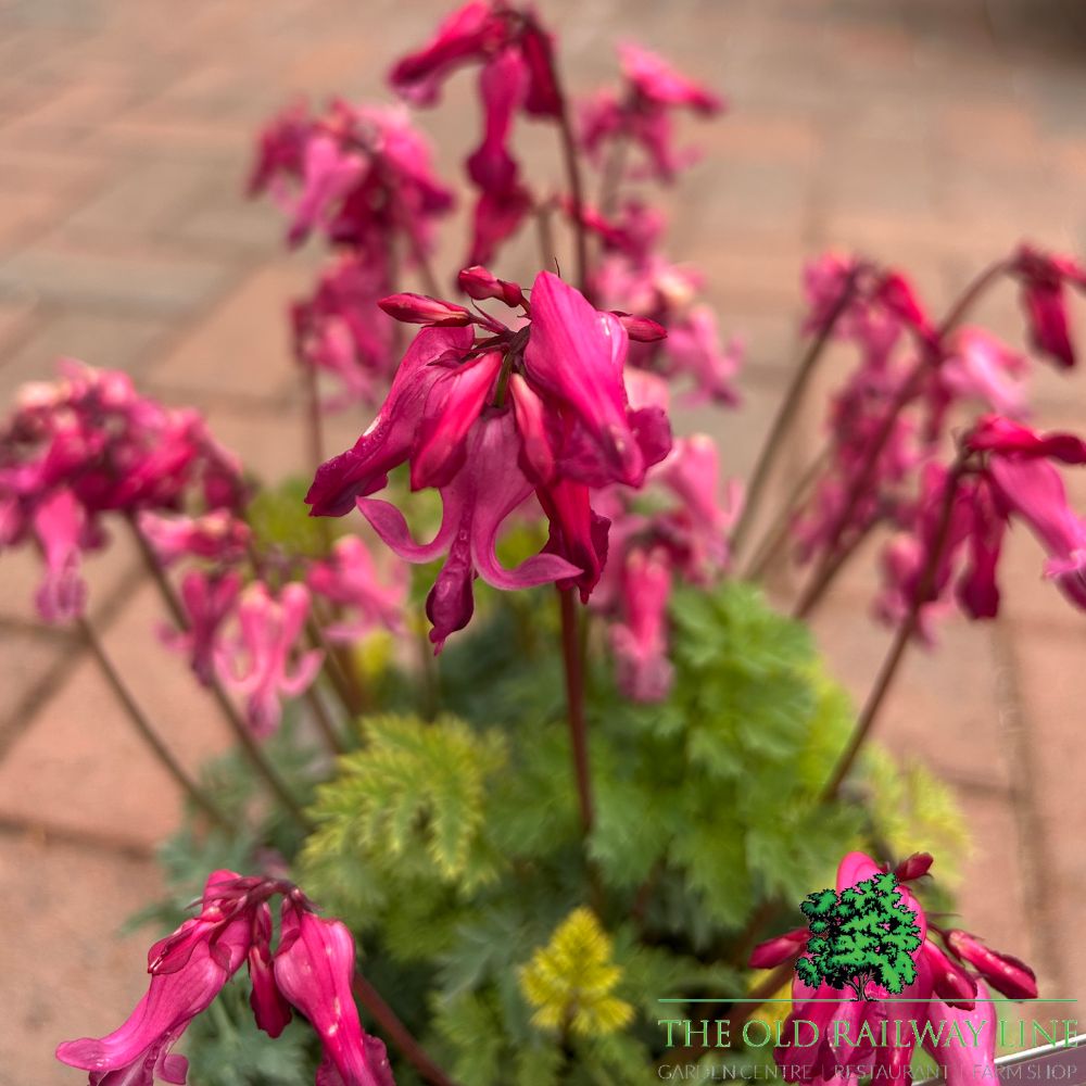 Dicentra 'Passion Hearts' Plant- 2Ltr Pot