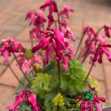 Dicentra 'Passion Hearts' Plant- 2Ltr Pot