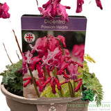 Dicentra 'Passion Hearts' Plant- 2Ltr Pot